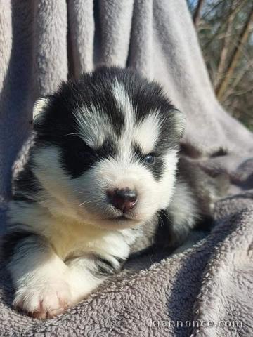 chiots Husky Siberie disponibles