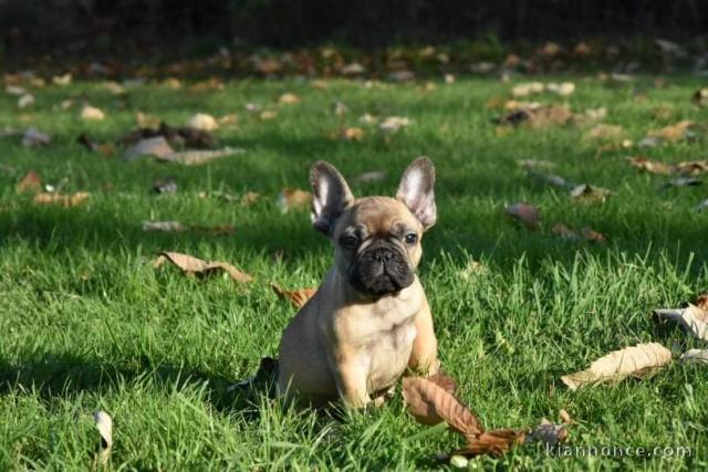 Chiot bouledogue français rouge fauve