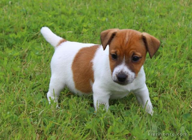 CHIOT JACK RUSSELL A DONNER