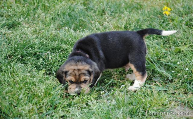 chiot Beagle a donner