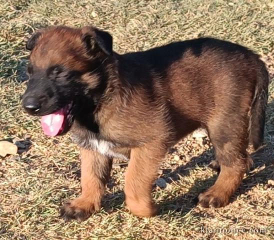 Chiots malinois a donner