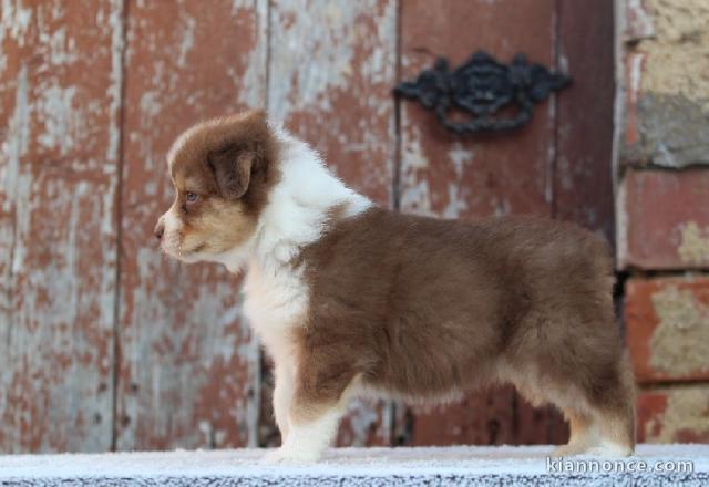 chiot berger australiens a donner