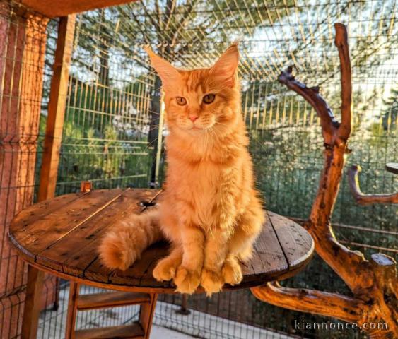 Chaton Maine coon femelle red blotched 