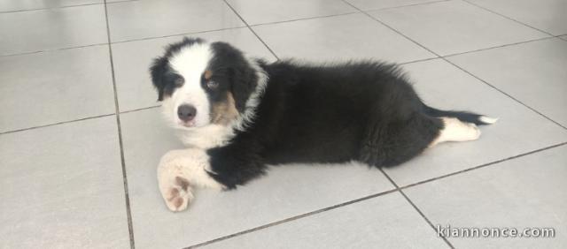 Magnifique BERCER AUSTRALIEN 