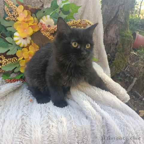 Adorable chiot sibérien 