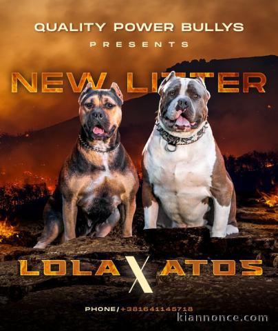 American Bully chiots