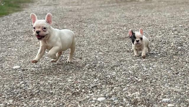 Bulldog français chiots à vendre