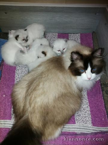 Disponible de suite pour adoption chatons ragdoll