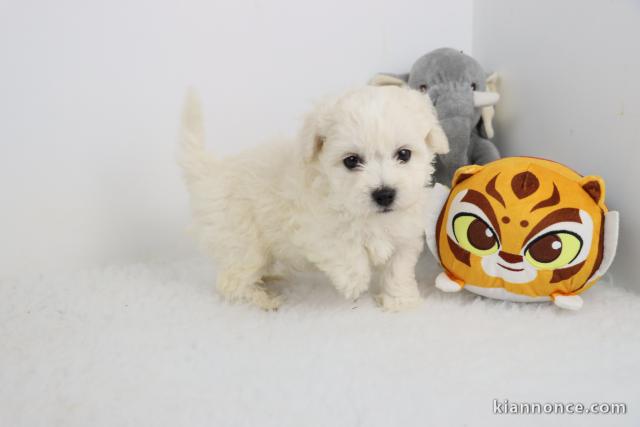 magnifique chiots bichon frise disponible