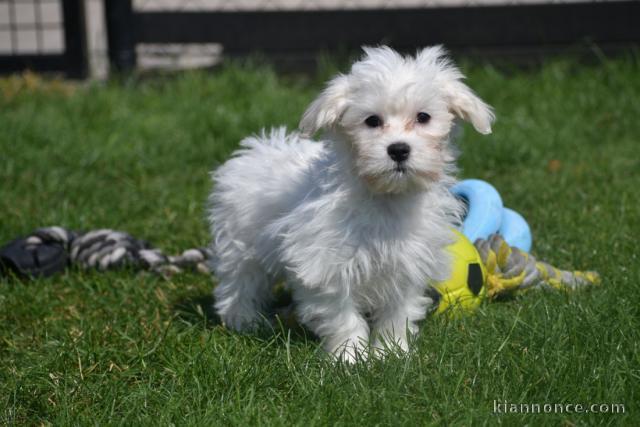 Adorable chiot bichon maltais femelle/mâle à donner