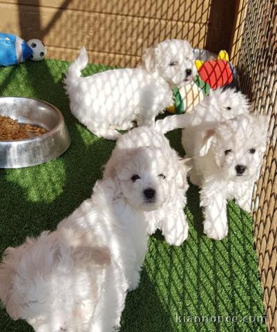 Adorable chiot bichon maltais femelle/mâle à donner
