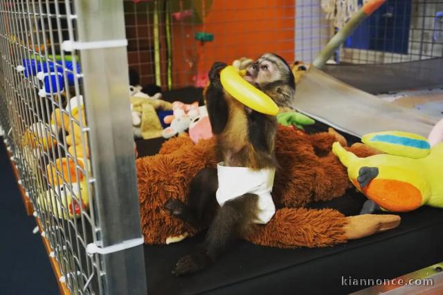 adorables singes capucins