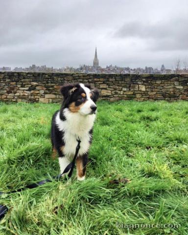 Chiot berger australien tacheté 