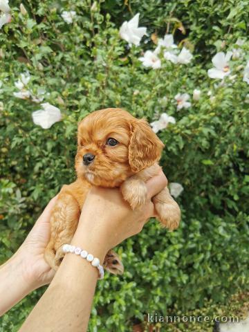 disponible de suite chiots cavalier king charle 