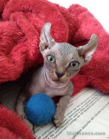 Chatons Elfe Sphynx sans poils, TICA reg.