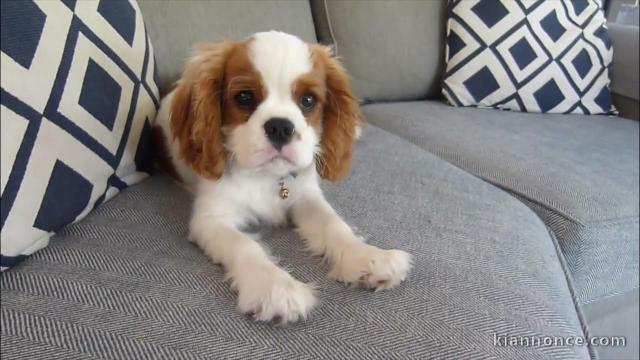 Chiot cavalier king Charles