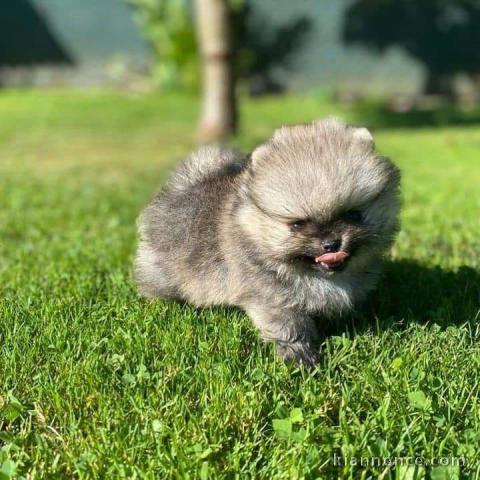 Chiot spitz allemand disponibles pour adoption 