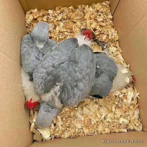 Perroquet gris du Gabon disponibles pour adoption 