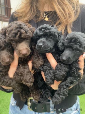 Chiot caniche disponibles 