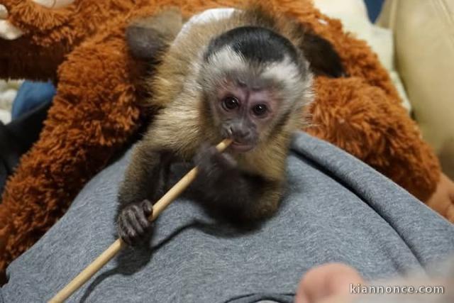 À adopter singe capucin femelle disponibles 