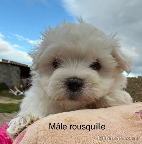 Chiot bichon maltais magnifique 