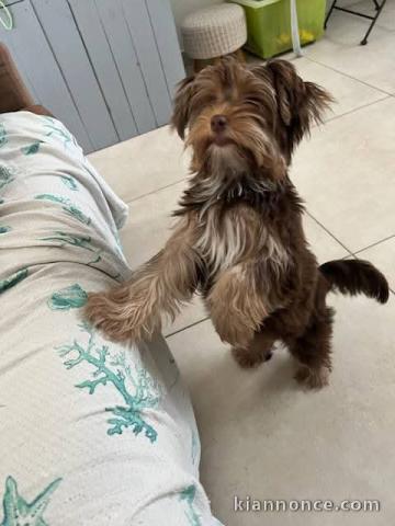 Chiot yorkshire à adopter 