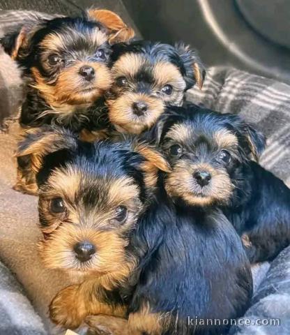 Chiot York Toy mâle à donner 