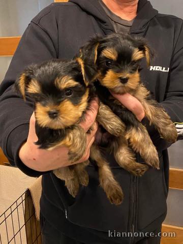 Deux chiots York Toy disponibles 