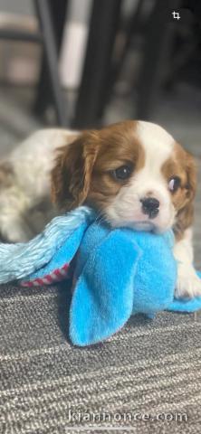 Adoption chiot cavalier king charles disponibles 