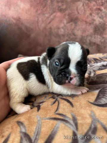 Chiot bouledogue Français adoption 