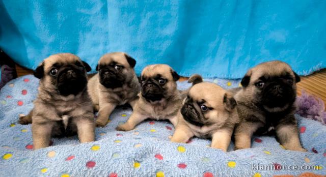 Chiot carlin disponible à donner 