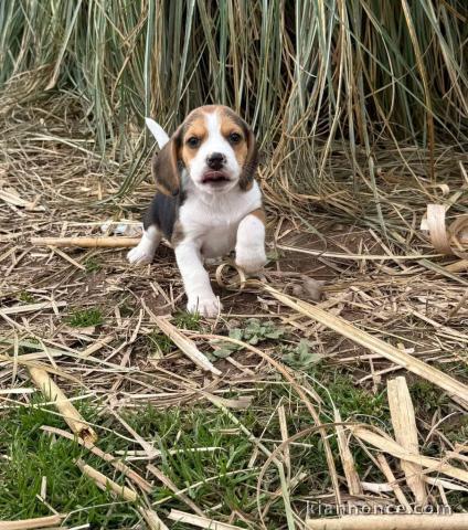 chiot beagle disponible pour adoption 