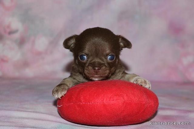 Adorable chiot chihuahua à donner 