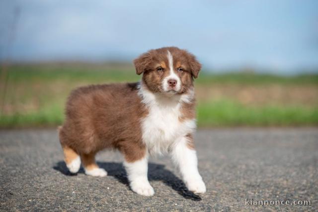 Dons chiot berger australien disponible 