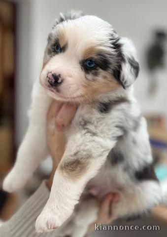 Dons chiot berger australien disponible 