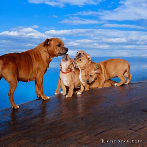 chiot staffie pour adoption 