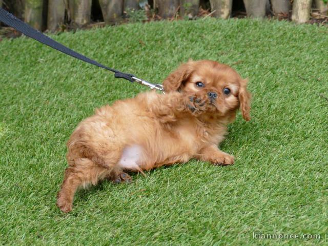 Chiot cavalier king charle à donner 