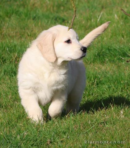 chiots golden retriever pour adoption 