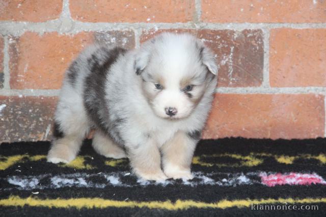 Dons chiot berger australien disponible 