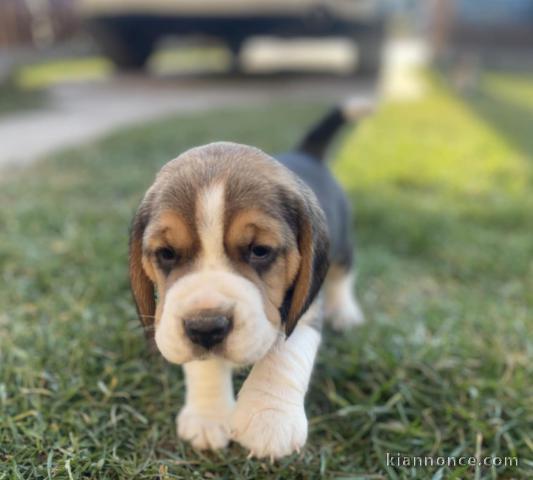 Chiot femelle Beagle à vendre