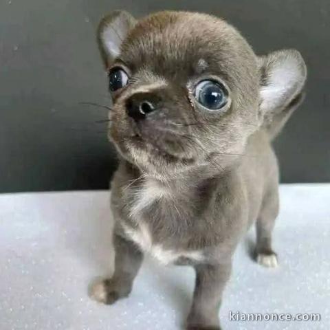 Adoption chiot chihuahua disponible 