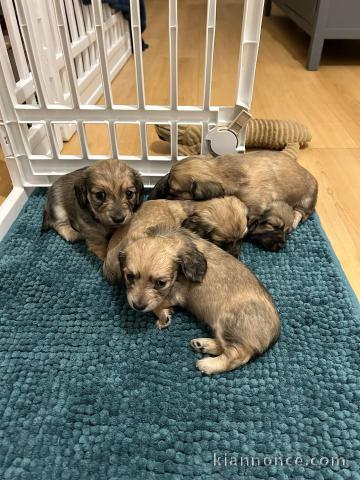 Adorable chiot teckel à donner 