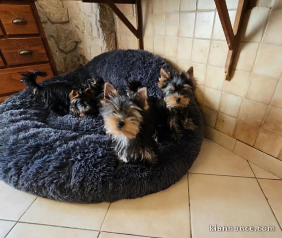 Je donner chiot York disponible 