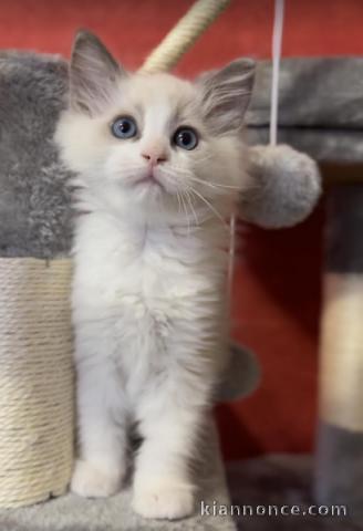 Adorable chaton ragdoll disponible pour adoption 