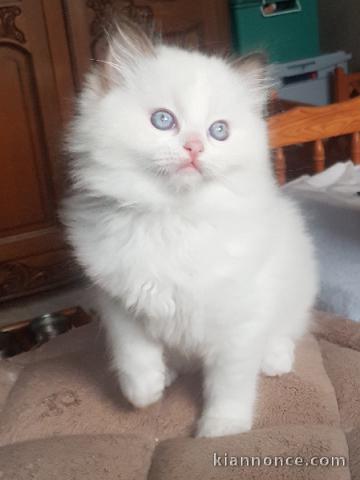 Chatons ragdoll disponible pour adoption 