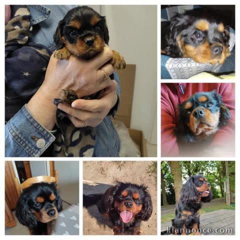 chiot cavalier king charle disponible 