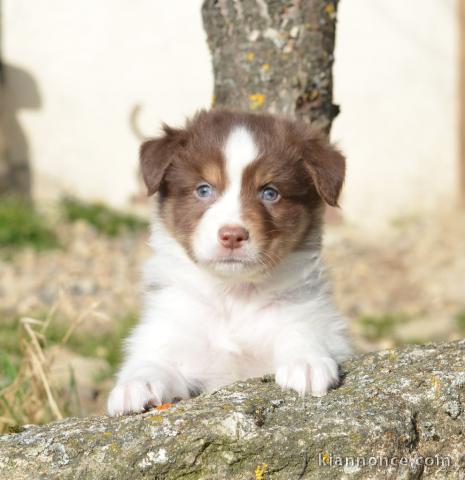 chiot berger australien disponible 