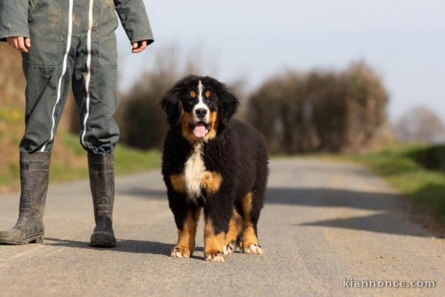 Adorable chiot bouvier bernois à donner 