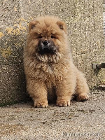 Adorable chiot chow-chow lof 