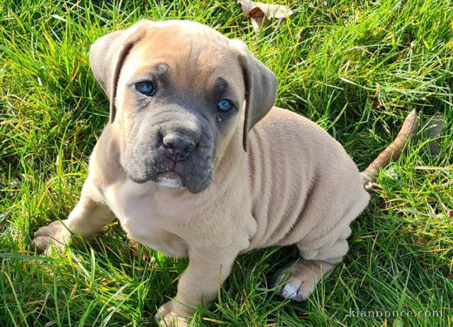 Magnifique chiot cane Corso mâle 